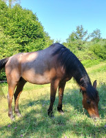 Vente de cheval : Valdi